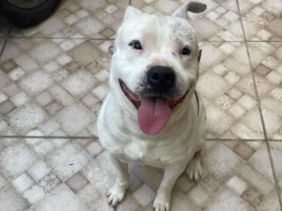 Cachorro raça Pit-Bull idade 3 anos nome Dester