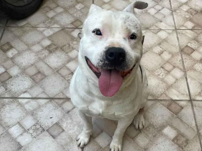 Cachorro ra a Pit-Bull idade 3 anos nome Dester