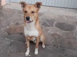 Cachorro raça SRD-ViraLata idade 1 ano nome ???