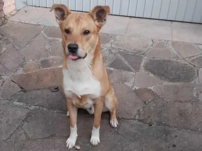 Cachorro ra a SRD-ViraLata idade 1 ano nome ???