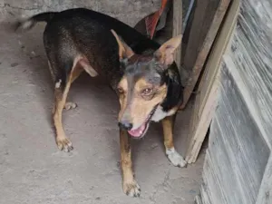 Cachorro raça SRD-ViraLata idade 6 ou mais anos nome Lelinho