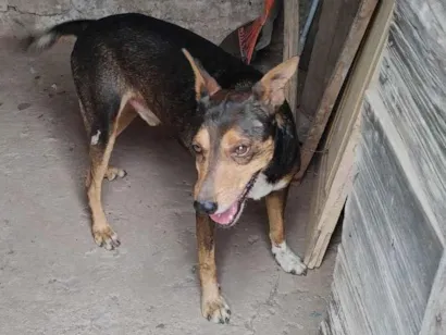Cachorro raça SRD-ViraLata idade 6 ou mais anos nome Lelinho