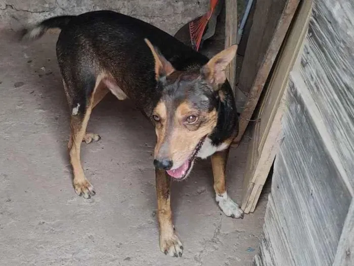 Cachorro ra a SRD-ViraLata idade 6 ou mais anos nome Lelinho