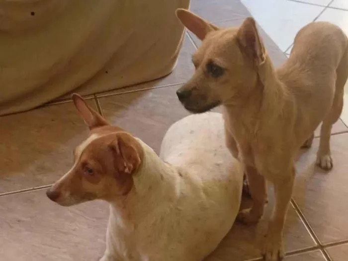 Cachorro ra a Pinscher idade 2 anos nome Cristal, pantera,