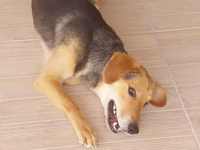 Cachorro raça SRD-ViraLata idade 7 a 11 meses nome Spyke