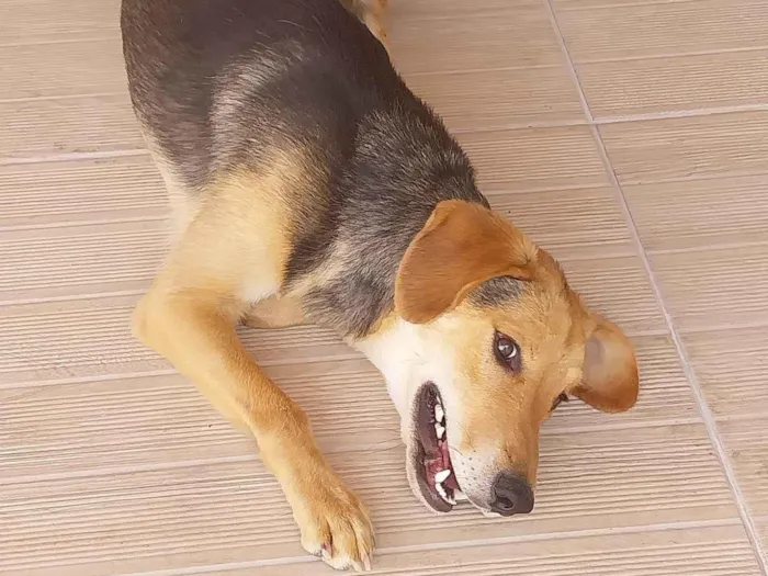 Cachorro ra a SRD-ViraLata idade 7 a 11 meses nome Spyke