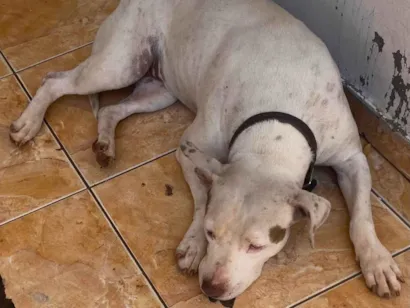 Cachorro raça Pit-Bull idade 5 anos nome Lua