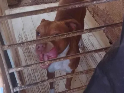 Cachorro raça Pit-Bull idade 4 anos nome Alerquina 