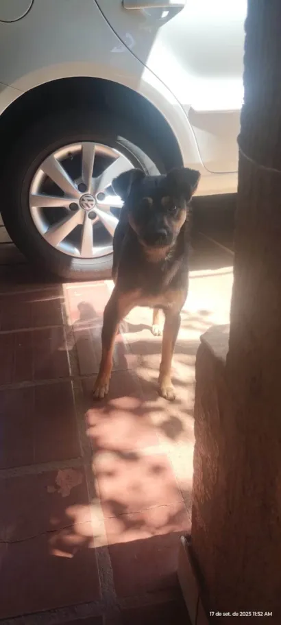 Cachorro raça SRD-ViraLata idade 2 anos nome Tequila 