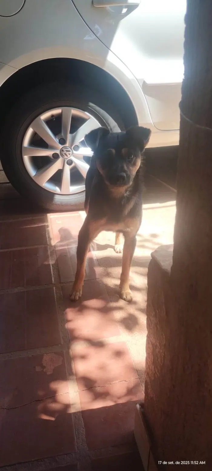 Cachorro ra a SRD-ViraLata idade 2 anos nome Tequila 