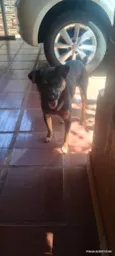 Tequila 