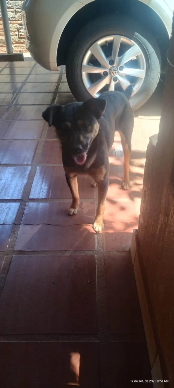 Cachorro ra a SRD-ViraLata idade 2 anos nome Tequila 