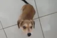 Mel