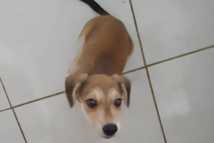 Cachorro ra a SRD-ViraLata idade 2 a 6 meses nome Mel