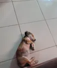 Mel