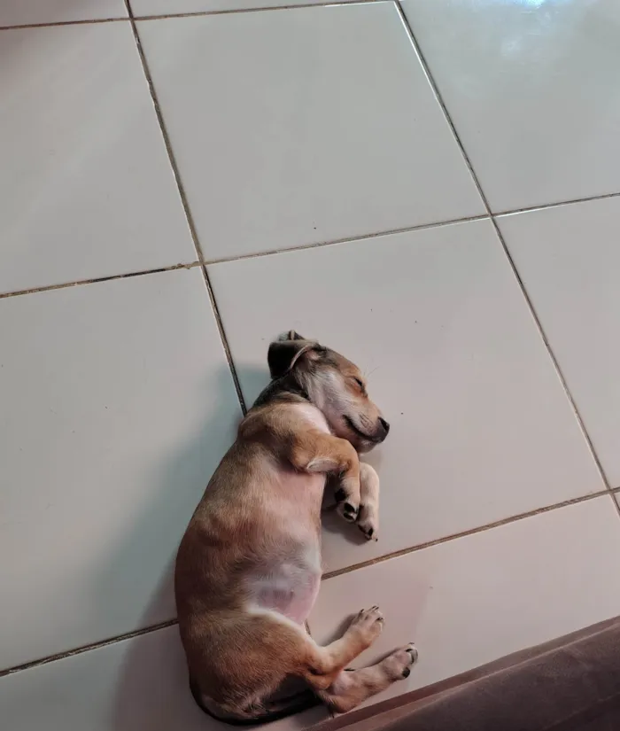Cachorro ra a SRD-ViraLata idade 2 a 6 meses nome Mel