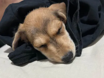 Cachorro raça SRD-ViraLata idade 2 a 6 meses nome Mel