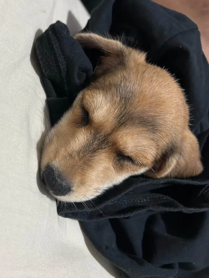 Cachorro ra a SRD-ViraLata idade 2 a 6 meses nome Mel