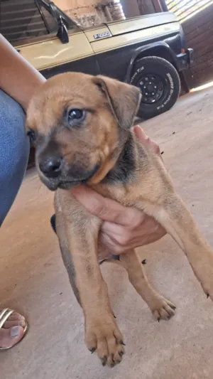 Cachorro raça SRD-ViraLata idade Abaixo de 2 meses nome Sem nome definido