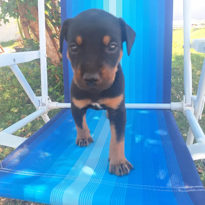 Cachorro ra a SRD-ViraLata idade Abaixo de 2 meses nome Sem nome ainda