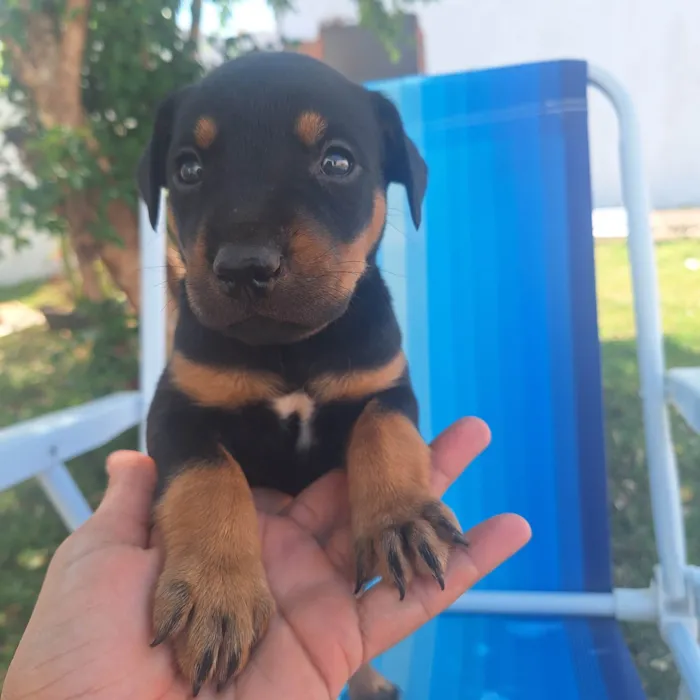 Cachorro ra a SRD-ViraLata idade Abaixo de 2 meses nome Sem nome ainda