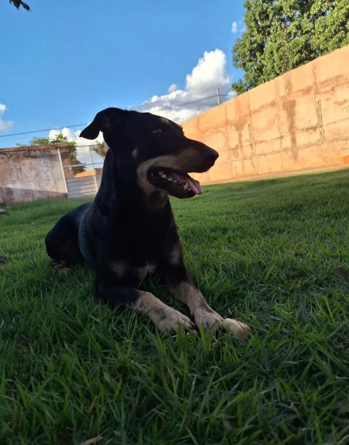 Cachorro ra a SRD-ViraLata idade Abaixo de 2 meses nome Sem nome ainda