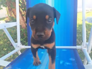 Cachorro raça SRD-ViraLata idade Abaixo de 2 meses nome Sem nome ainda