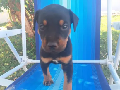 Cachorro raça SRD-ViraLata idade Abaixo de 2 meses nome Sem nome ainda