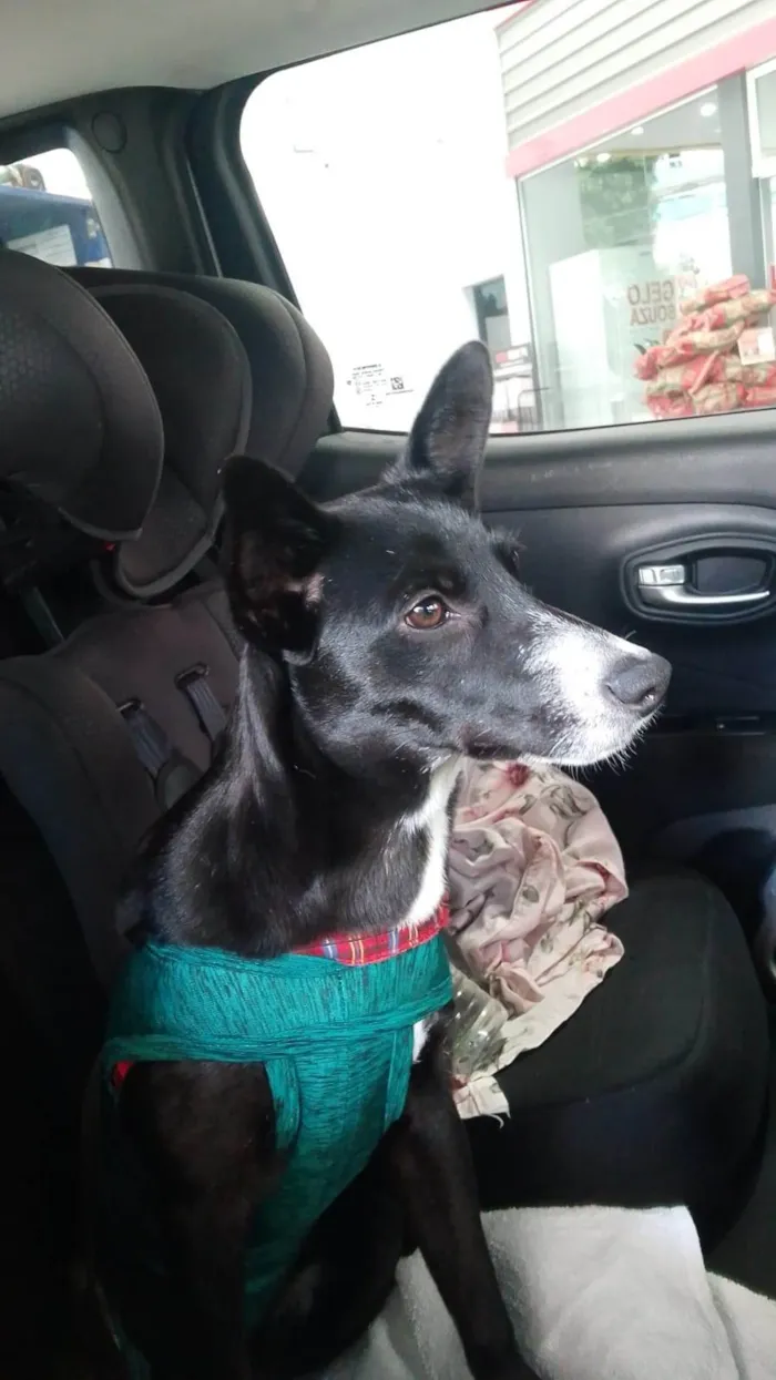 Cachorro ra a SRD-ViraLata idade 7 a 11 meses nome Pérola 