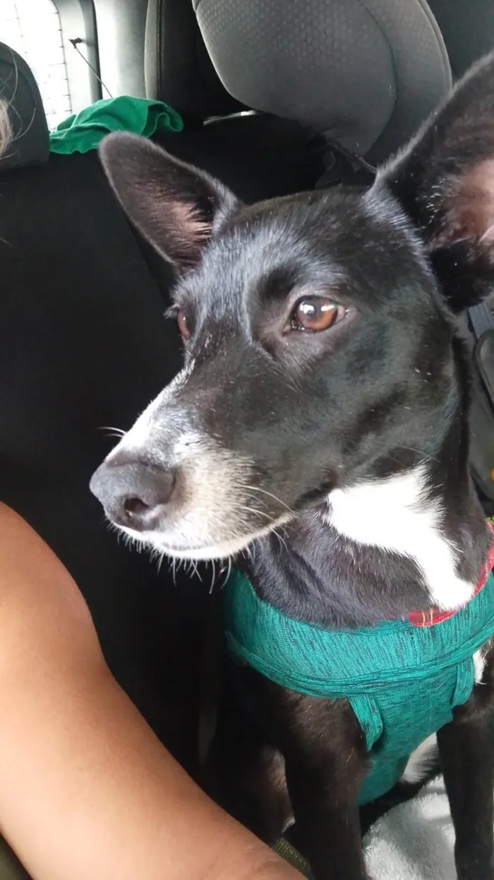Cachorro ra a SRD-ViraLata idade 7 a 11 meses nome Pérola 