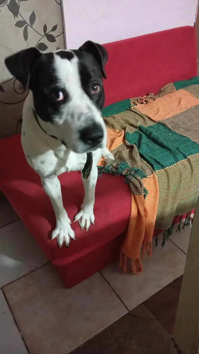 Cachorro ra a SRD-ViraLata idade 1 ano nome Bruce