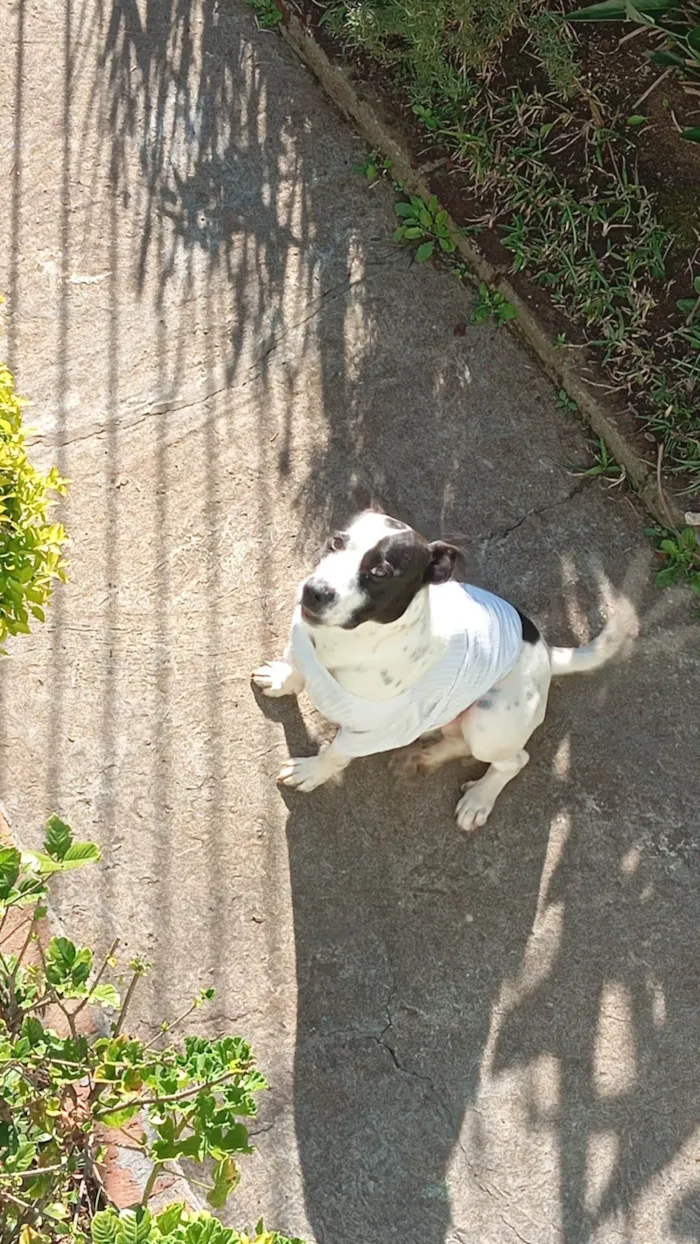 Cachorro ra a SRD-ViraLata idade 1 ano nome Bruce