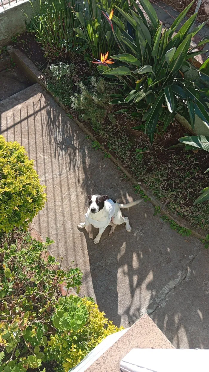 Cachorro ra a SRD-ViraLata idade 1 ano nome Bruce
