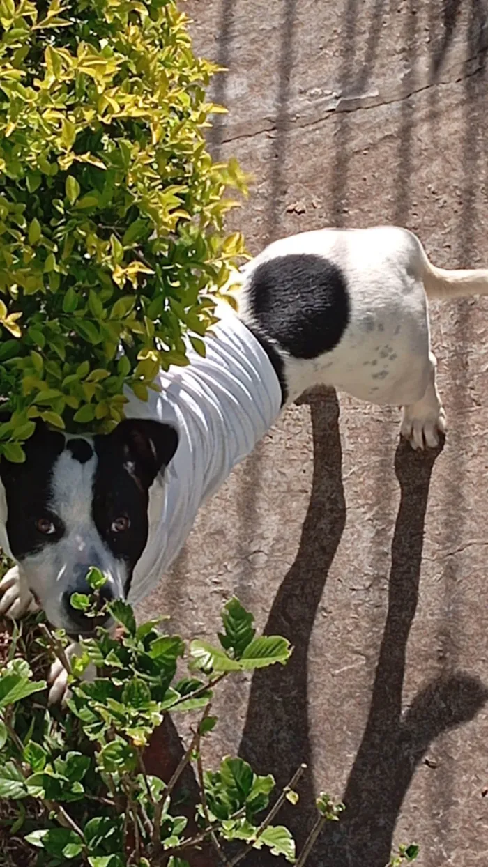 Cachorro ra a SRD-ViraLata idade 1 ano nome Bruce