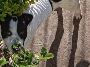 Cachorro raça SRD-ViraLata idade 1 ano nome Bruce