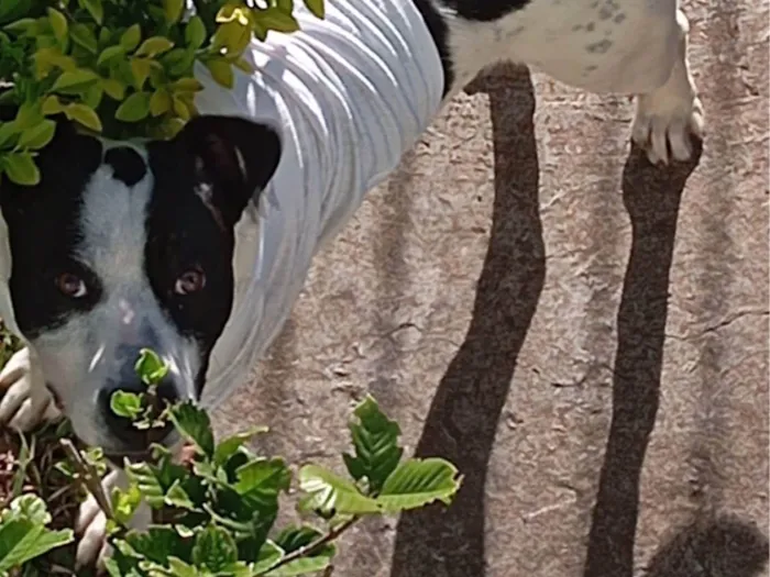 Cachorro ra a SRD-ViraLata idade 1 ano nome Bruce