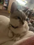 Laila