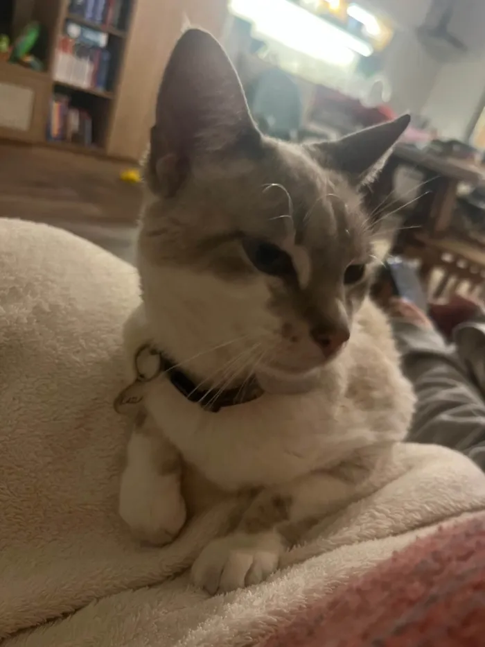 Gato ra a SRD-ViraLata idade 6 ou mais anos nome Laila