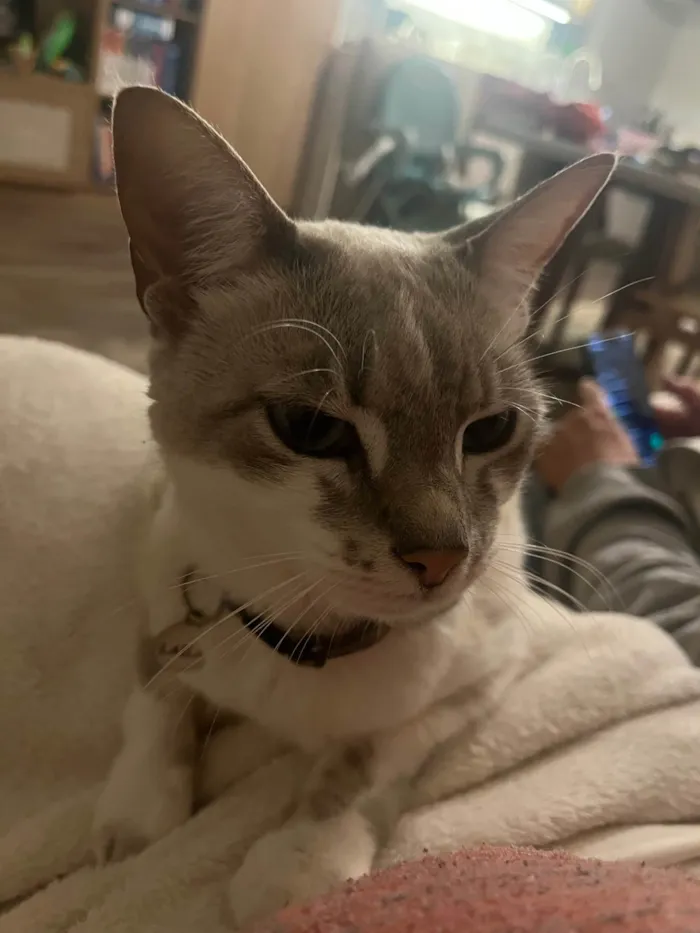 Gato ra a SRD-ViraLata idade 6 ou mais anos nome Laila