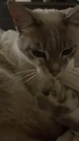 Laila
