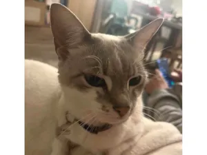 Gato raça SRD-ViraLata idade 6 ou mais anos nome Laila