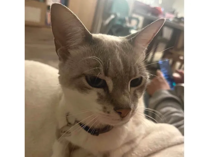 Gato ra a SRD-ViraLata idade 6 ou mais anos nome Laila