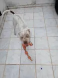 Flocos