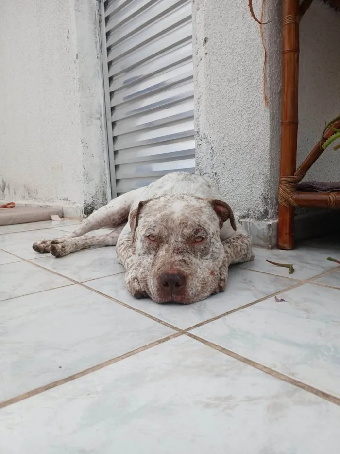 Cachorro ra a Pit-Bull idade 2 anos nome Flocos