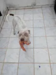 Flocos