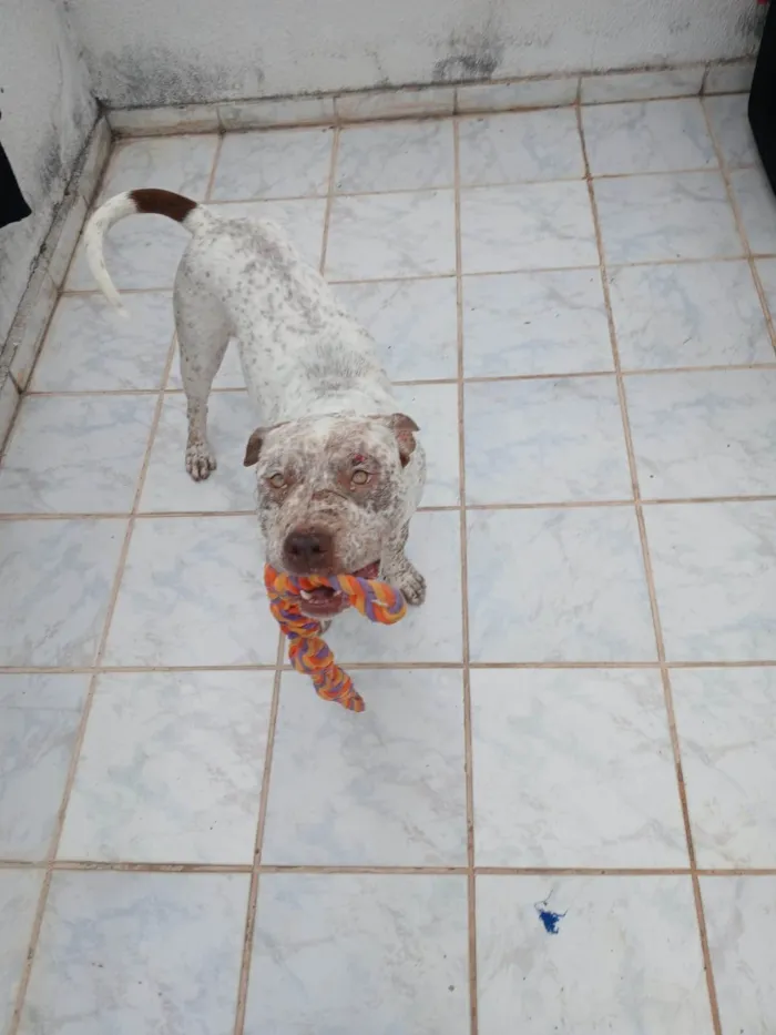 Cachorro ra a Pit-Bull idade 2 anos nome Flocos