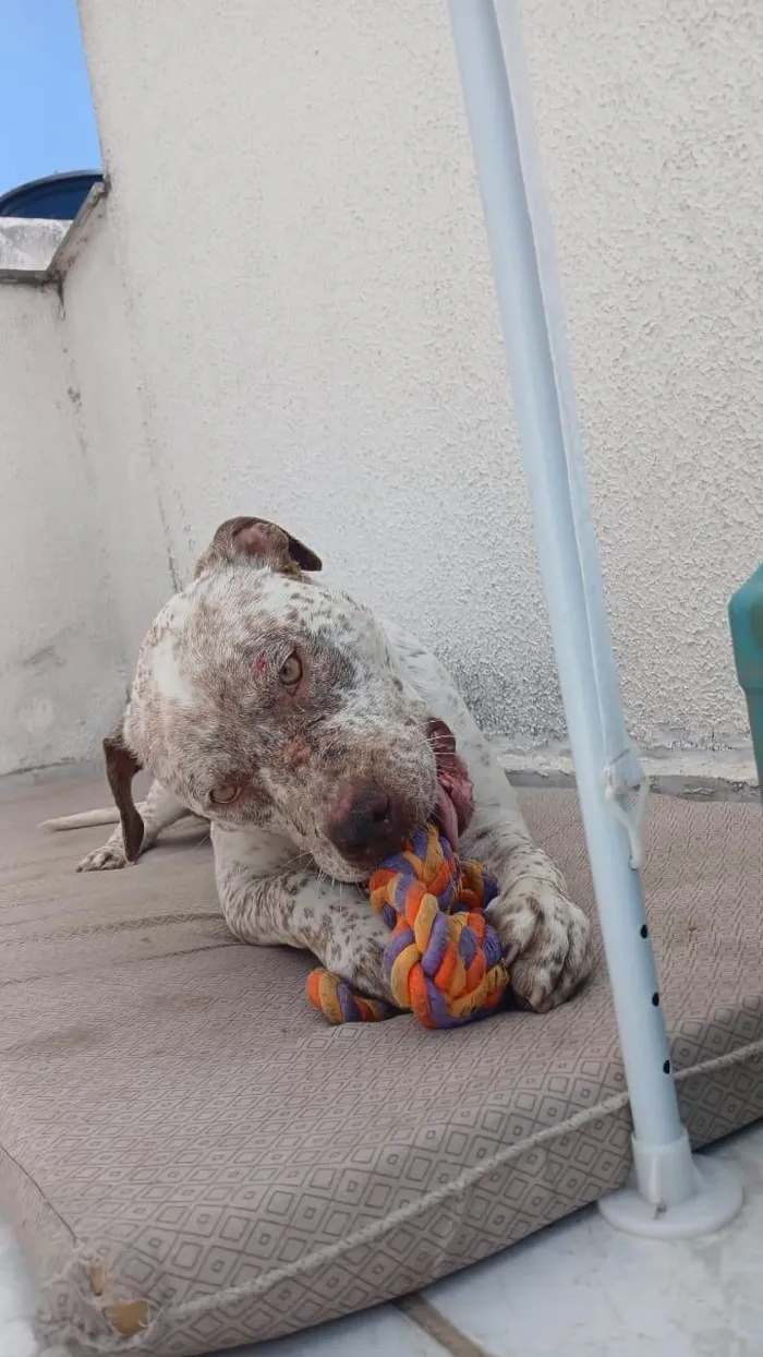 Cachorro ra a Pit-Bull idade 2 anos nome Flocos