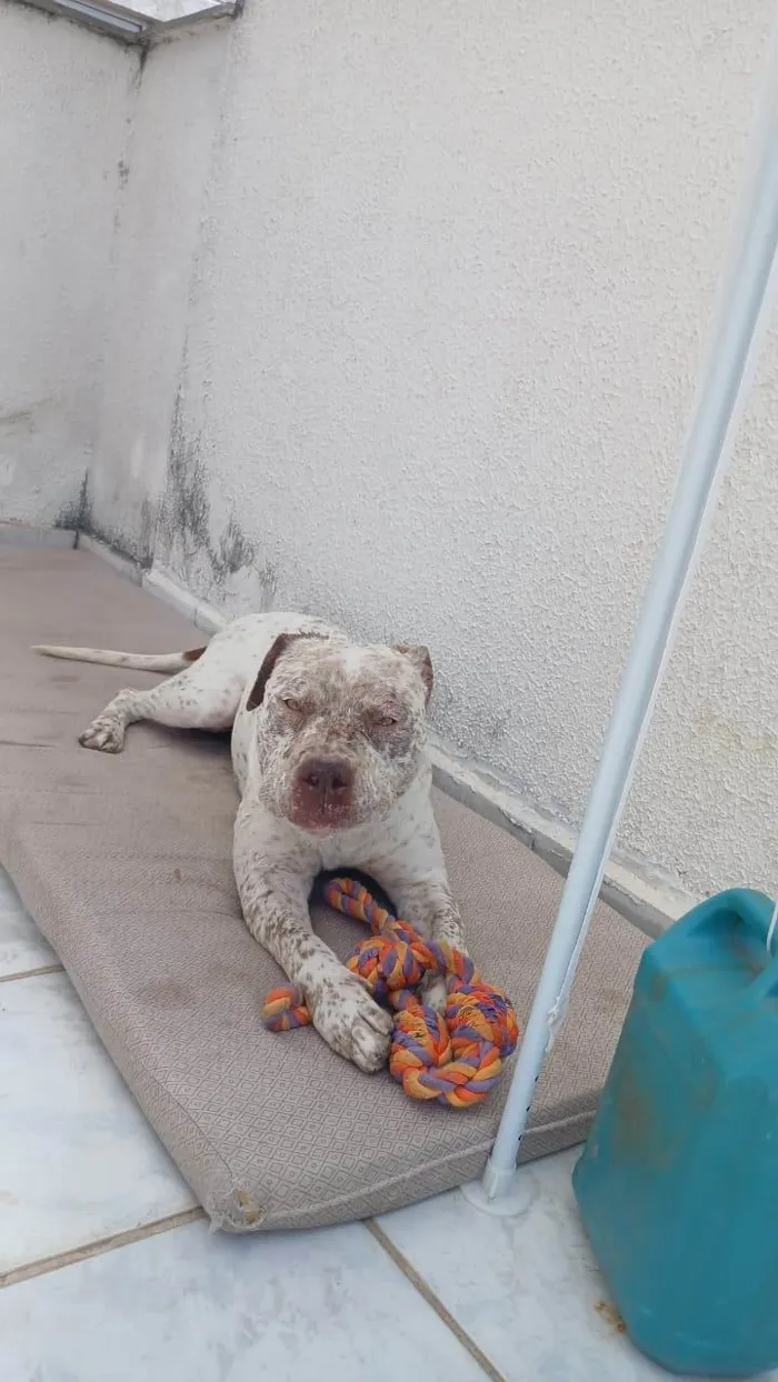 Cachorro ra a Pit-Bull idade 2 anos nome Flocos