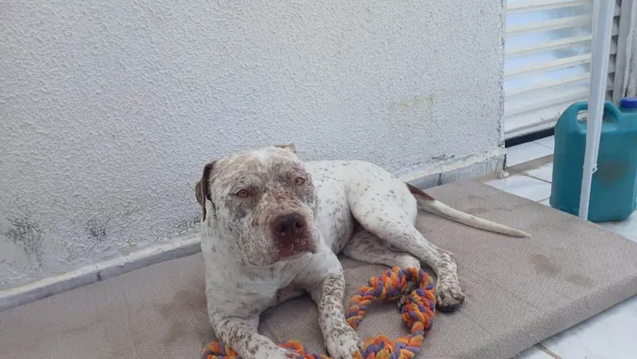 Cachorro ra a Pit-Bull idade 2 anos nome Flocos
