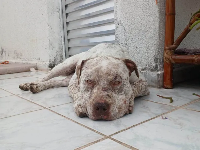 Cachorro ra a Pit-Bull idade 2 anos nome Flocos